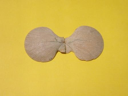 Pliocene Pecten Opuntia